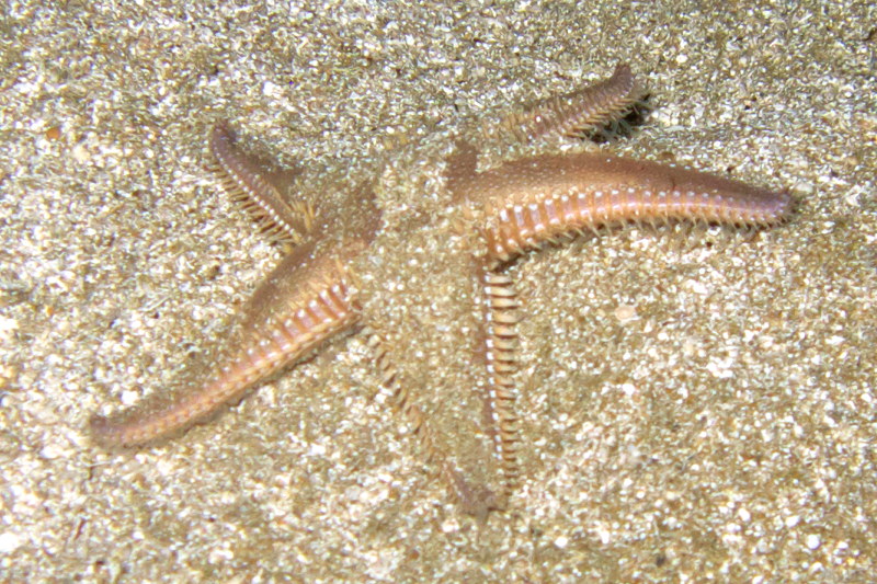 Astropecten platyacanthus from Cyprus